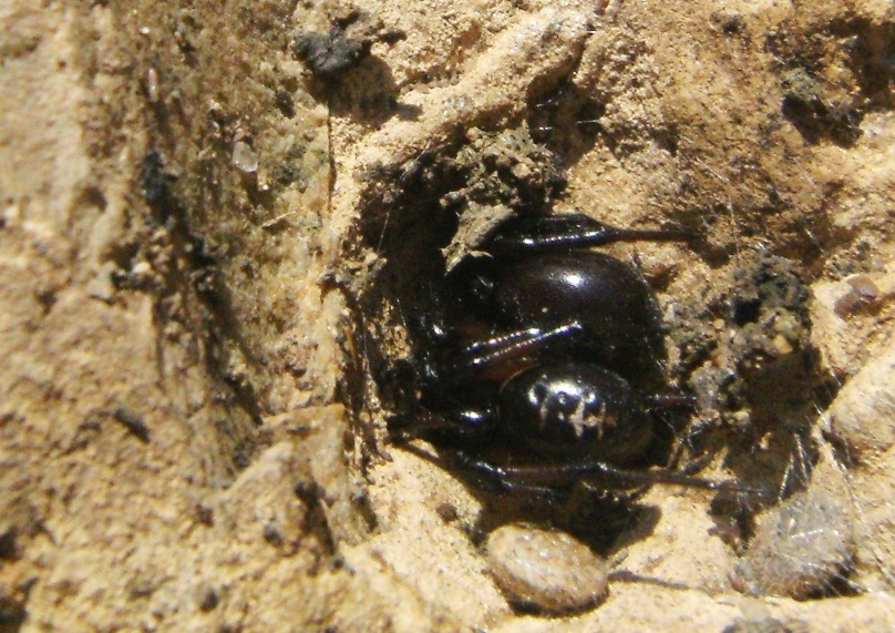 Steatoda paykulliana